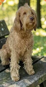 Labrador Retriever Dogs Available for Adoption in Fremont, California - Roxie D5744 | PetCurious