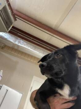 Jack (Bowie) -  Labrador Retriever and Mixed Breed Dog for Adoption in Clarksville, Tennessee - Jack (Bowie) | PetCurious