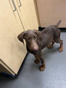 Doberman Pinscher and Mixed Breed Dogs Available for Adoption in Corpus Christi, Texas - DEVITO | PetCurious