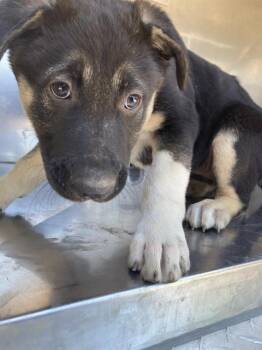 Mixed Breed Dogs Available for Adoption in Dallas, Texas - SOFIEA | PetCurious