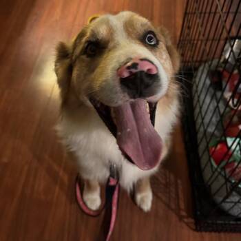 Boomer -  Australian Shepherd and Mixed Breed Dog for Adoption in Fredericksburg, Virginia - Boomer | PetCurious