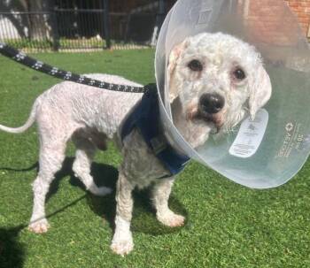 Rescue Poodle Dogs for Adoption in Dallas, Texas - APOLLO | PetCurious