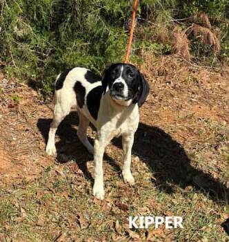 Pointer and Labrador Retriever Dogs Available for Adoption in Washington, Georgia - Kipper | PetCurious