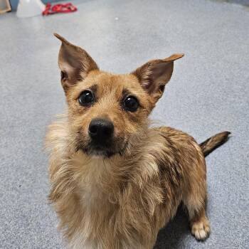 Mixed Breed Dogs Available for Adoption - Betsy | PetCurious