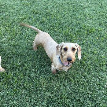 Levi -  Wirehaired Dachshund Dog for Adoption in Chickasha, Oklahoma - Levi | PetCurious