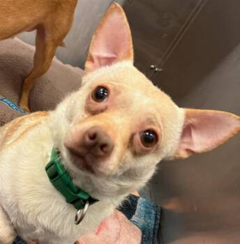 PACO -  Mixed Breed Dog for Adoption in Dallas, Texas - PACO | PetCurious