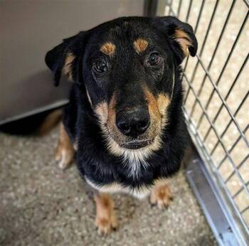 SAGA -  German Shepherd Dog Dog for Adoption in Clyde, North Carolina - SAGA | PetCurious