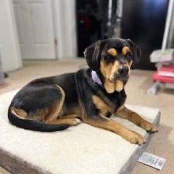 Lila -  Beagle Dog for Adoption in Potomac, Maryland - Lila | PetCurious
