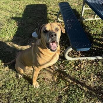 Rescue Rhodesian Ridgeback and Labrador Retriever Dogs for Adoption in Brock, Texas - Horus | PetCurious