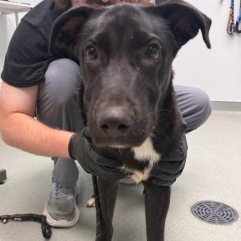 CJ -  Terrier and Mixed Breed Dog for Adoption in Abilene, Texas - CJ | PetCurious