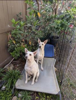 Sobaka -  Shepherd and Husky Dog for Adoption in San Diego, California - Sobaka | PetCurious