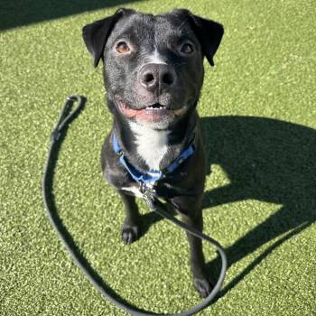 Mixed Breed Dogs Available for Adoption - Feyrune | PetCurious