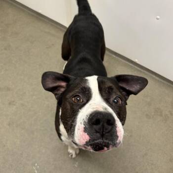 Mixed Breed Dogs Available for Adoption - Hudson | PetCurious