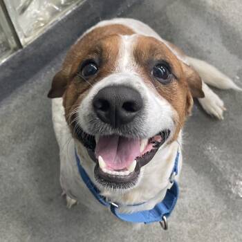 Biscuit -  Jack Russell Terrier and Beagle Dog for Adoption in Pittsburgh, Pennsylvania - Biscuit | PetCurious