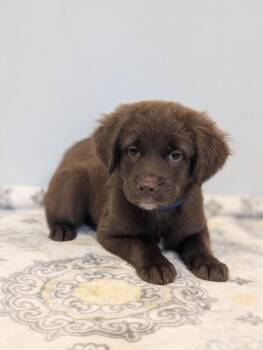David -  Boykin Spaniel and Golden Retriever Dog for Adoption in Aiken, South Carolina - David | PetCurious