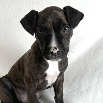 ZZ Top -  Terrier Dog for Adoption in Johnson City, Tennessee - ZZ Top | PetCurious