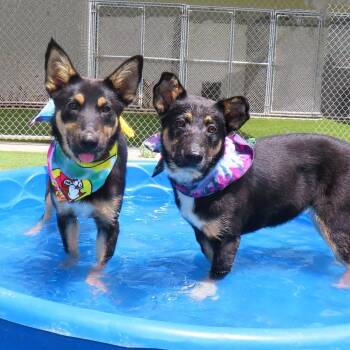 Grasshopper -  German Shepherd Dog and Mixed Breed Dog for Adoption in Wadena, Minnesota - Grasshopper | PetCurious