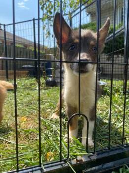 Jade -  Corgi Dog for Adoption in Northlake, Illinois - Jade | PetCurious
