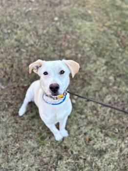Rescue Labrador Retriever and Mixed Breed Dogs for Adoption in Aiken, South Carolina - Henry | PetCurious