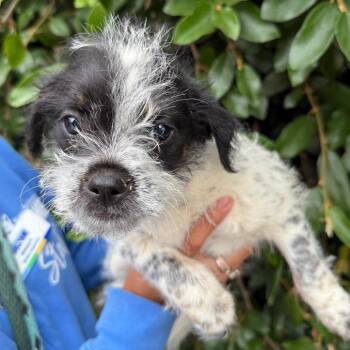Poodle and Australian Shepherd Dogs Available for Adoption in Goleta, California - Rhubarb | PetCurious