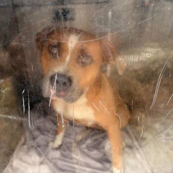 Sugar Cookie -  Mixed Breed Dog for Adoption in Philadelphia, Pennsylvania - Sugar Cookie | PetCurious