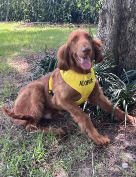 Noodle -  Goldendoodle Dog for Adoption in Pensacola, Florida - Noodle | PetCurious