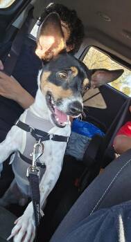 Chihuahua Dogs Available for Adoption - Rocky  | PetCurious