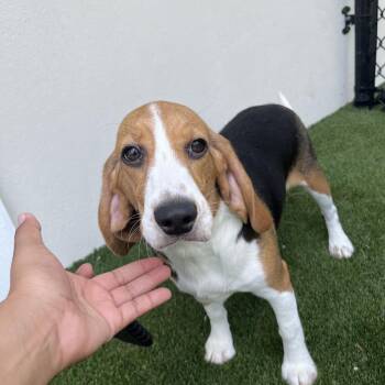 YBE6 4249 -  Beagle Dog for Adoption in Loxahatchee Groves, Florida - YBE6 4249 | PetCurious