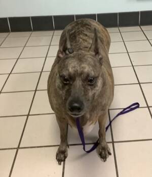 Rescue Terrier and Whippet Dogs for Adoption in Largo, Florida - Sugar Pie | PetCurious