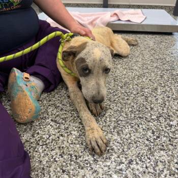 Sweet Corn -  Pit Bull Terrier Dog for Adoption in Morganton, North Carolina - Sweet Corn | PetCurious