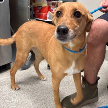 Labrador Retriever Dogs Available for Adoption in Englewood, Florida - Nola | PetCurious