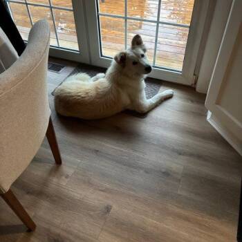 Mazapana -  Mixed Breed Dog for Adoption in Sunderland, Ontario - Mazapana | PetCurious