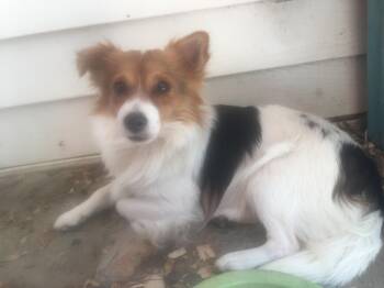 ROSCO -  Papillon Dog for Adoption in Fosters, Alabama - ROSCO | PetCurious