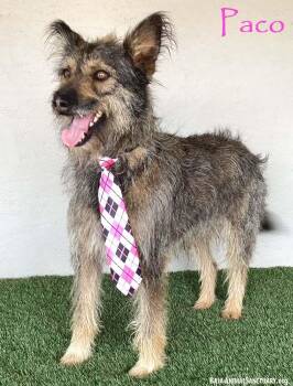 Picardy Sheepdog Dogs Available for Adoption in San Diego, California - Paco | PetCurious