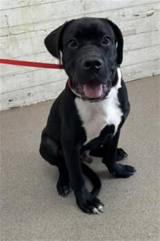 REPTAR -  Cane Corso and Mixed Breed Dog for Adoption in San Bernardino, California - REPTAR | PetCurious