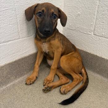 Louise -  Belgian Shepherd Malinois and Australian Cattle Dog Blue Heeler Dog for Adoption in West Palm Beach, Florida - Louise | PetCurious