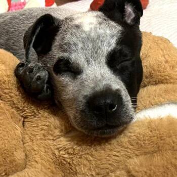 Murph -  Australian Cattle Dog Blue Heeler Dog for Adoption in Mount Pleasant, Texas - Murph | PetCurious