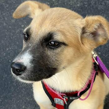 Shepherd and Terrier Dogs Available for Adoption in Brockport, New York - Oakley | PetCurious