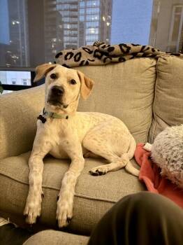 Mila -  Labrador Retriever Dog for Adoption in Chicago, Illinois - Mila | PetCurious