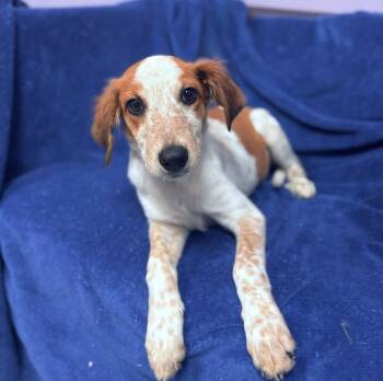 Cosmic in NH Come Meet our Adoptable Dogs Wednesday-Saturday. Mo -  Cattle Dog and Collie Dog for Adoption in Manchester, New Hampshire - Cosmic In NH Come Meet Our Adoptable Dogs Wednesday-Saturday. Mo | PetCurious