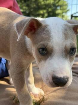 Evermore (Eras Tour 2026) M -  Pit Bull Terrier and Mixed Breed Dog for Adoption - Evermore (Eras Tour 2026) M | PetCurious