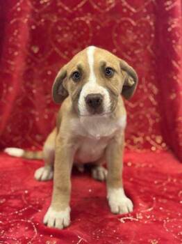 Rescue Shepherd and Mixed Breed Dogs for Adoption in Longview, Texas - Deviled Eggs | PetCurious