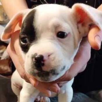 Rescue Boxer and French Bulldog Dogs for Adoption in Scottsdale, Arizona - Onyx | PetCurious