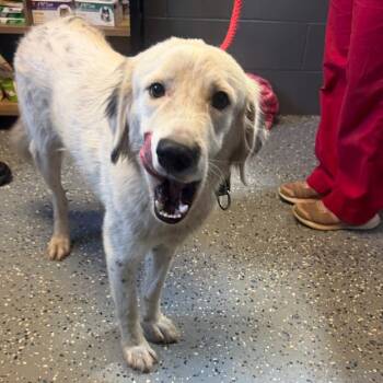 TUSC-Stray-85179_2 -  Collie and Mixed Breed Dog for Adoption in Tuscaloosa, Alabama - TUSC-Stray-85179_2 | PetCurious