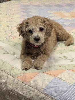 Lulu fka Lumos -  Bichon Frise and Poodle Dog for Adoption in Sedalia, Colorado - Lulu Fka Lumos | PetCurious