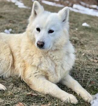 Samoyed Dogs Available for Adoption - Yuki | PetCurious