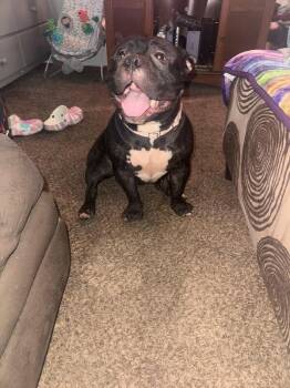 Fiona -  Mixed Breed Dog for Adoption in Cincinnati, Ohio - Fiona | PetCurious