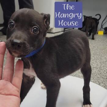 The Hangry House -  Shepherd and Mixed Breed Dog for Adoption in Parkersburg, West Virginia - The Hangry House | PetCurious