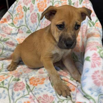 Pit Bull Terrier and Shepherd Dogs Available for Adoption in Kittanning, Pennsylvania - Spike (Formerly Lagos) | PetCurious