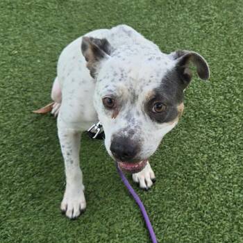 Chiclet -  Terrier Dog for Adoption in Chattanooga, Tennessee - Chiclet | PetCurious
